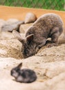 Gray bunny digging. Little rabbit is in foreground