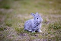 Gray bunny in the garden