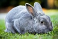 Gray Bunny Rabbit