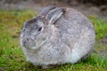 Gray Bunny Rabbit