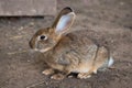 Gray bunny rabbit sitting in the yard on the sand Royalty Free Stock Photo
