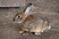 Gray bunny rabbit sitting in the yard on the sand