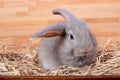 Gray bunny rabbit stay on straw and wood box with different action and wooden pattern background Royalty Free Stock Photo