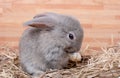 Gray Bunny Rabbit Stay On Straw And Wood Box With Different Action And Wooden Pattern Background