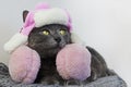 gray burmese cat lies in a cute white cap with earflaps with pink bets and pink headphones and looks around