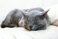 Gray Burmese cat sleeping soundly on a white leather sofa in the living room, horizontal