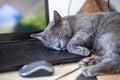 Gray burmese cat sleeping sweetly on a laptop in the office, horizontal format Royalty Free Stock Photo