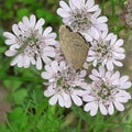 Gray butterfly on the flower