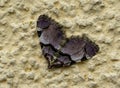 Gray butterfly macro shot on wall Royalty Free Stock Photo