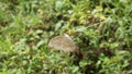 a gray butterfly perched on the tip of a yellow flower Royalty Free Stock Photo