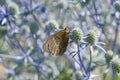 A gray butterfly on a simple flower