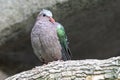 Gray capped emerald dove is perched high Royalty Free Stock Photo