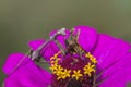 Gray Carolina Praying Mantis Stagmomantis carolina