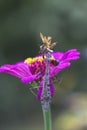 Gray Carolina Praying Mantis Stagmomantis carolina