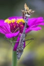 Gray Carolina Praying Mantis Stagmomantis carolina