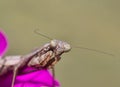 Gray Carolina Praying Mantis Stagmomantis carolina