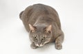 Gray cat Royalty Free Stock Photo