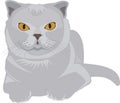 A gray cat