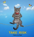 Cat gray acrobat walking on tightrope