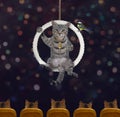 Cat gray inside suspended ring Royalty Free Stock Photo