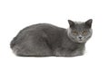 Gray cat (age 10.0 months) lying on a white background Royalty Free Stock Photo