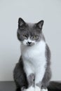 The gray cat is ashamed of drooping head. Punishment for the trick. Portrait of a cute pet