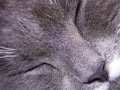 Gray cat asleep