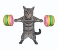 Cat gray lifting donut barbell Royalty Free Stock Photo