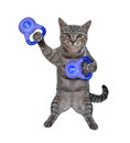 Cat gray lifts blue kettlebells