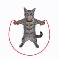 Cat gray training with jumping rope Royalty Free Stock Photo