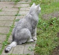 The gray cat is attentive