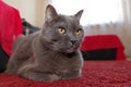 Chartreux breed domestic cat. Gray cat