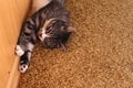 Gray cat on a background of yellow carpet Royalty Free Stock Photo