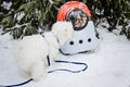 Gray cat in backpack with porthole in winter snow park forest outdoors. Domestic cat looks out window of transparent