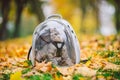 Gray cat in backpack with porthole in yellow leaves. Domestic cat looks out window of transparent backpack in fall in