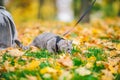 Gray cat in backpack with porthole in yellow leaves. Domestic cat looks out window of transparent backpack in fall in