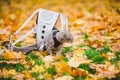 Gray cat in backpack with porthole in yellow leaves. Domestic cat looks out window of transparent backpack in fall in