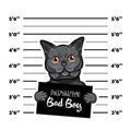 Gray cat bad boy. Cat criminal. Arrest photo. Police records. Cat prison. Police mugshot background. Vector.