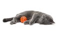 Gray cat with a ball on a white background