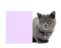 Gray cat in a beautiful collar around a banner Royalty Free Stock Photo