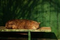 Gray cat on a bench near a green wall Royalty Free Stock Photo