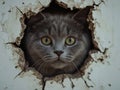 A gray cat with big eyes peeks through a broken wall Royalty Free Stock Photo