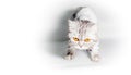 gray cat with big yellow eyes isolated on a white background close up Royalty Free Stock Photo