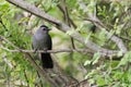 Gray Cat Bird Royalty Free Stock Photo