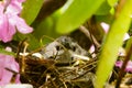 Gray cat bird in nest Royalty Free Stock Photo