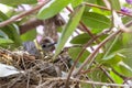 Gray cat bird in nest Royalty Free Stock Photo