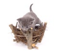 Gray cat and bird's nest Royalty Free Stock Photo