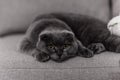 Gray cat breed Briton. Little Briton cat. pets