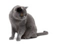 Gray cat breeds Scottish Straight on a white background