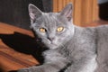 Gray cat of British breed looks with large yellow eyes Royalty Free Stock Photo